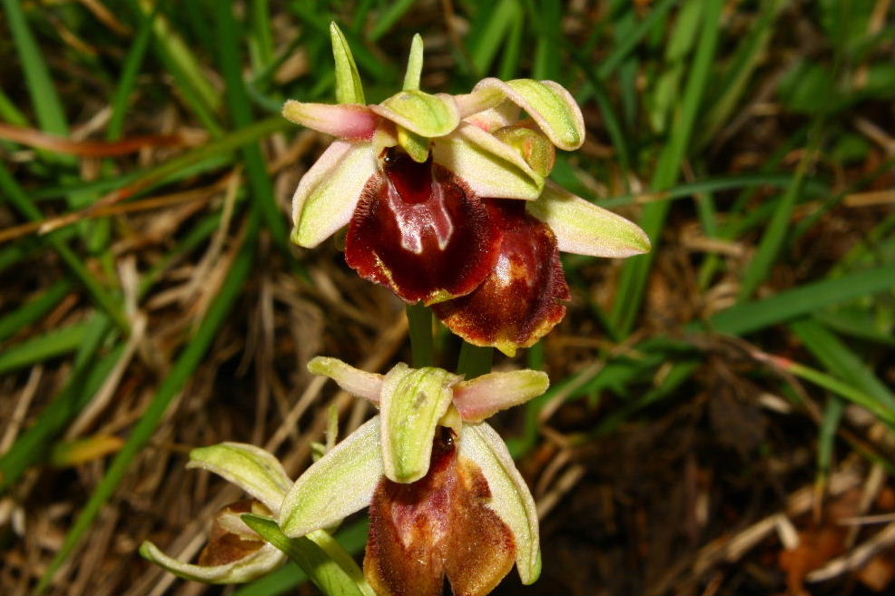 Ophrys tyrrhena?